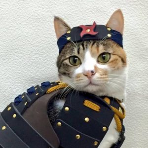 Des armures Samouraïs pour chiens et chats !