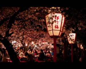 Le hanami