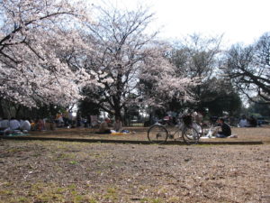 Le hanami