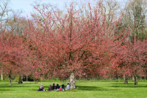 Le hanami